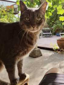 Lost Cat