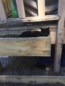 Lost Cat