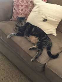 Lost Cat