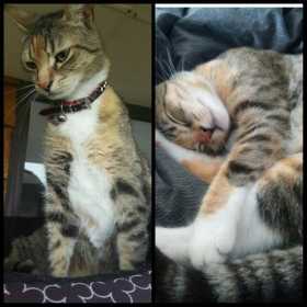 Lost Cat
