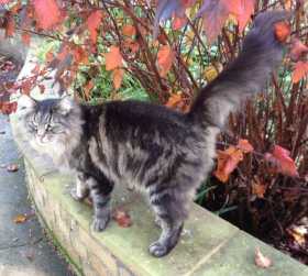 Lost Cat