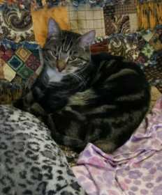 Lost Cat