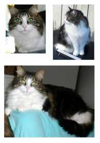 Lost Cat