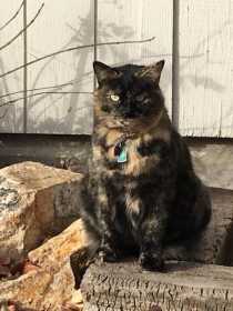 Lost Cat