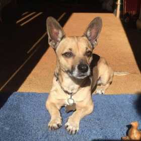 Lost Dog