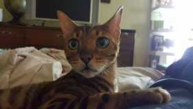 Lost Cat