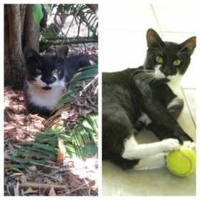 Lost Cat