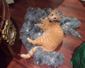 Lost Cat