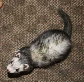 Lost Ferret