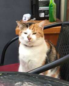 Lost Cat