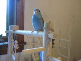 Lost Parrotlet