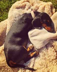 Lost Dog