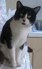 Lost Cat