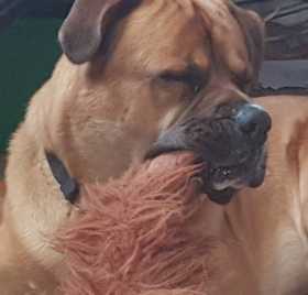 Lost Dog