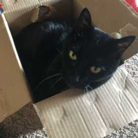 Lost Cat