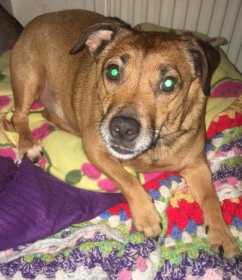 Lost Dog