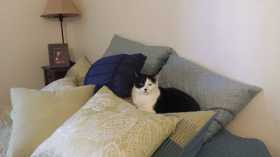 Lost Cat