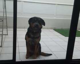 Lost Dog