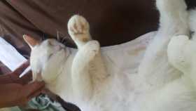Lost Cat