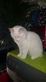 Lost Cat