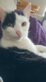 Lost Cat