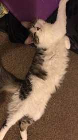 Lost Cat