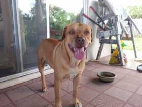 Lost Dog