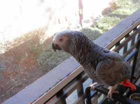 Lost African Grey