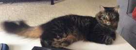 Lost Cat