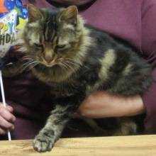 Lost Cat