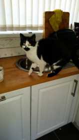 Lost Cat