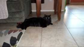 Lost Cat