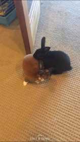 Lost Rabbit