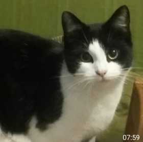 Lost Cat