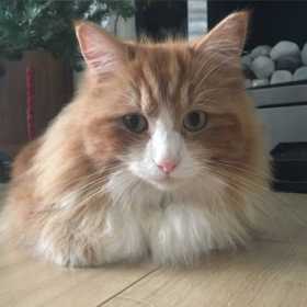 Lost Cat