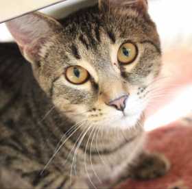 Lost Cat
