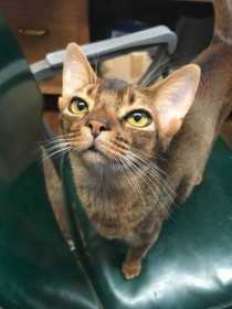 Lost Cat