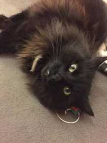Lost Cat