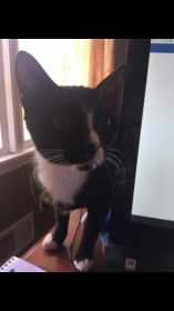 Lost Cat