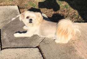 Lost Dog