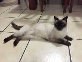 Lost Cat
