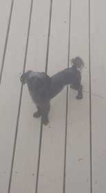 Lost Dog