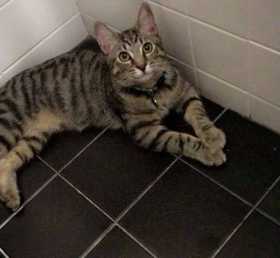 Lost Cat