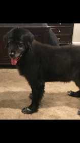 Lost Dog