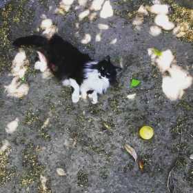 Lost Cat
