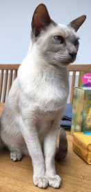 Lost Cat