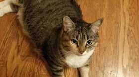 Lost Cat