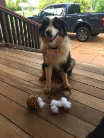 Lost Dog