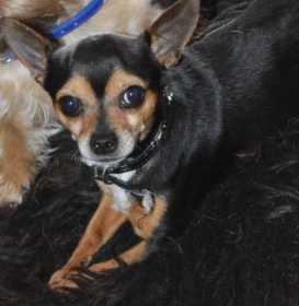 Lost Dog