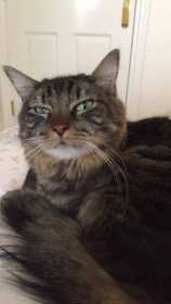 Lost Cat